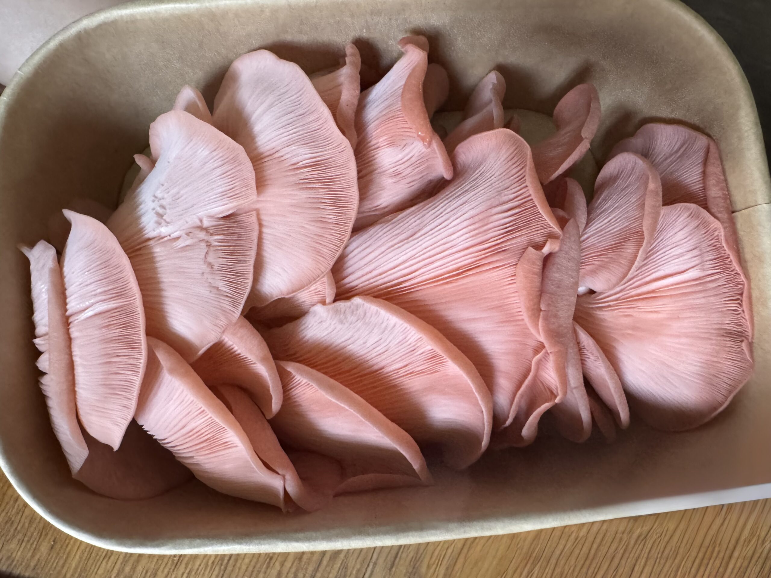 Pink Oyster Mushrooms - Image 3