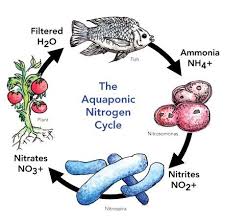 2026 Living City Workshop Series: Living Water, The Aquaponics Cycle in Action