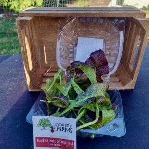 Red Giant Mustard Greens'
