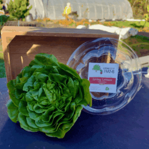 Living Lettuce! Green Butter