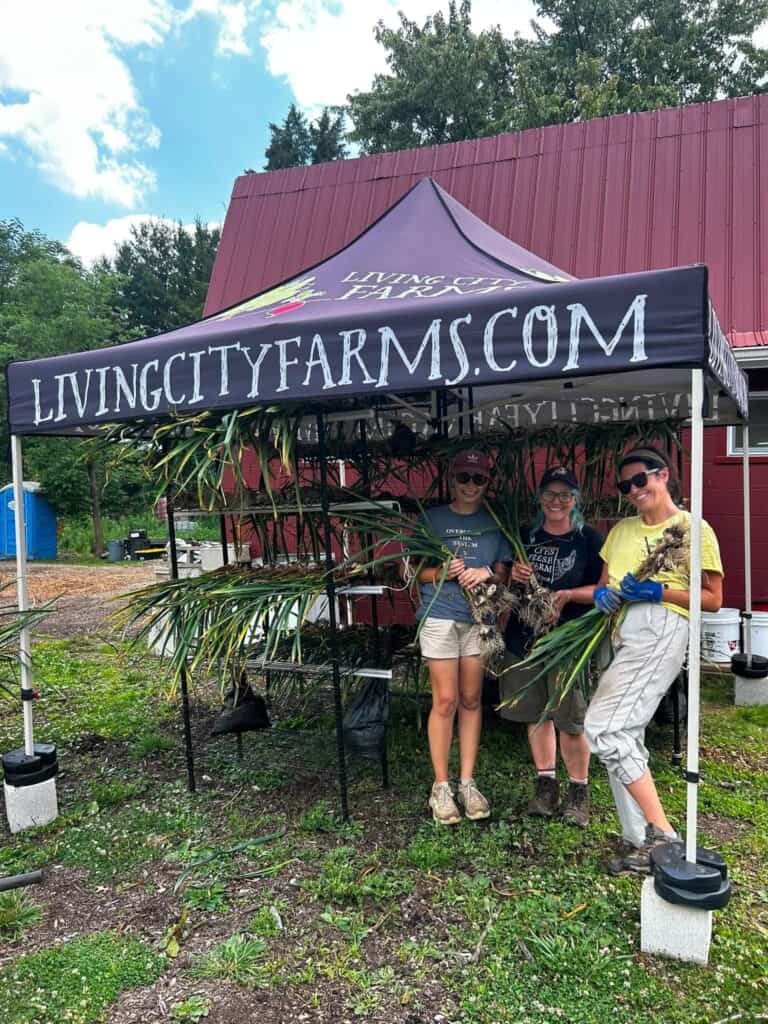 The Reward of Stewardship: Harvesting Our Certified Organic Music Garlic